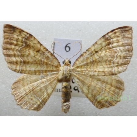 Camptogramma bilineata (Linnaeus, 1758) Czech6